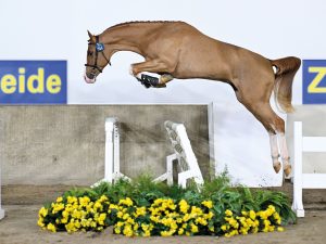 Wingman van de Pitsemburg