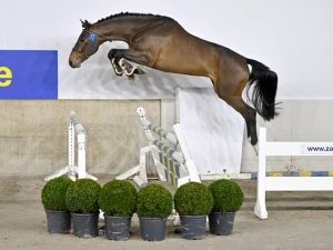 Diego van de Zeshoek